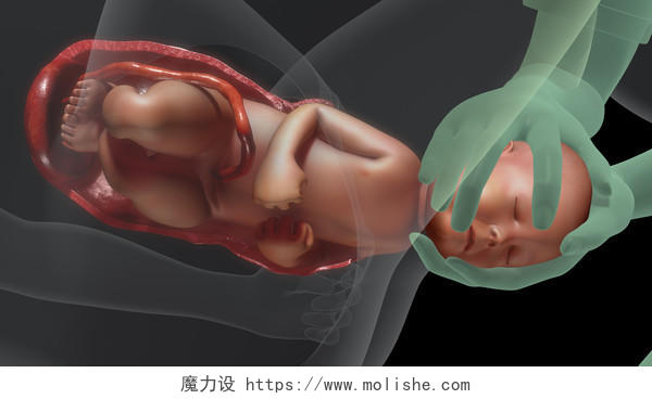 分娩孕妇怀孕人体器官透视图身体内部血管器官